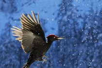 Chùm ảnh cực độc về các loài chim