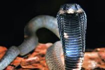 Top 10 loài rắn độc nguy hiểm nhất thế giới