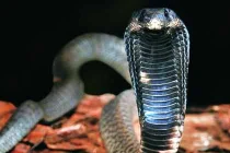 Top 10 loài rắn độc nguy hiểm nhất thế giới