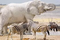 Thực hư chuyện voi bạch tạng lộ diện ở châu Phi