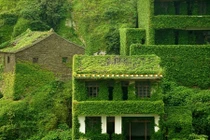 Ngắm loạt nhà phủ dây leo xanh mát mắt