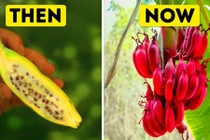 Bất ngờ hình ảnh xưa và nay của các loại hoa quả quen thuộc 