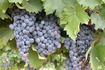 Ngất ngây lạc vào thung lũng trồng nho nổi tiếng 