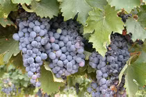 Ngất ngây lạc vào thung lũng trồng nho nổi tiếng 