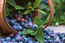 Bắt mắt xem thu hoạch quả việt quất