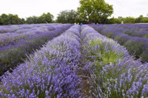  Mê mẩn giữa cánh đồng hoa tại lễ hội Lavender 