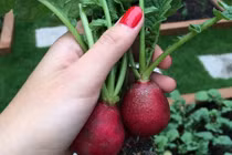 Ngắm vườn rau quả sai trĩu của bố Tăng Thanh Hà