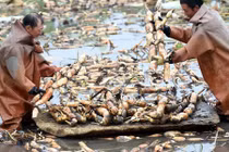 Tận mắt xem thu hoạch củ sen hái ra tiền