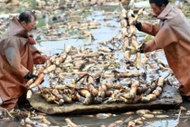 Tận mắt xem thu hoạch củ sen hái ra tiền