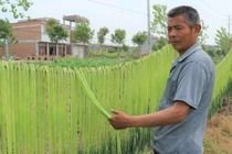 Tận mắt xem cách sơ chế loại rau bán đắt như tôm hùm ở Việt Nam