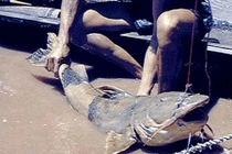 Thích thú chuyện đi săn “thủy quái” của các ngư dân Việt