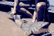 Thích thú chuyện đi săn “thủy quái” của các ngư dân Việt