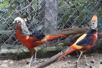 Mãn nhãn gà lạ, chim cảnh quý tộc phục vụ đại gia chơi Tết