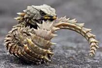 Những sự kết hợp gây choáng trong thế giới động vật