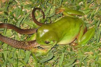 Cận cảnh ếch nguy hiểm nhất TG “xơi tái” rắn