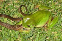 Cận cảnh ếch nguy hiểm nhất TG “xơi tái” rắn
