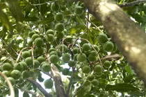 Tận mắt xem hạt mắc ca xa xỉ trồng ở Việt Nam