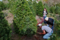 Tận mục cảnh thu hoạch cây thông Noel tại vườn