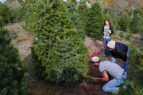 Tận mục cảnh thu hoạch cây thông Noel tại vườn