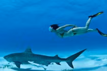 Cận cảnh "chiến binh cá mập" xinh đẹp đùa với "tử thần"