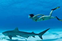 Cận cảnh "chiến binh cá mập" xinh đẹp đùa với "tử thần"