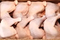 Thịt gà 2.000 đồng/kg đổ về: Truy tìm kẻ nhập khẩu bỏ trốn