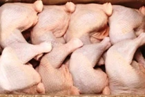 Thịt gà 2.000 đồng/kg đổ về: Truy tìm kẻ nhập khẩu bỏ trốn