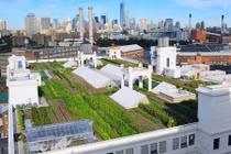 Ngắm nông trại hữu cơ lớn nhất thế giới trên sân thượng