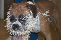 Kinh hoàng chó bị hàng trăm "mũi tên" găm đầy mặt