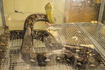 Tham quan những khu chợ bán thực phẩm siêu kinh dị 