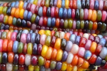 Khám phá thú vị về ngô bảy sắc cầu vồng rực rỡ