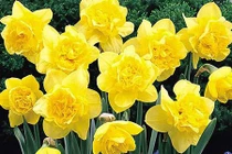 Tuyệt chiêu trồng hoa thủy tiên tuyệt đẹp đón Tết 