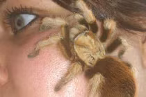 Người phụ nữ liều lĩnh nuôi hàng chục nhện "sát thủ"