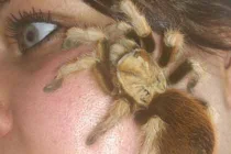 Người phụ nữ liều lĩnh nuôi hàng chục nhện "sát thủ"