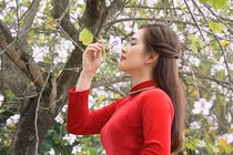 Video: Thiếu nữ Hà thành mê mải với hoa ban nở sớm giữa lòng thành phố