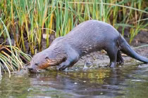 Loài thủy quái Bắc Mỹ và những đặc điểm thú vị