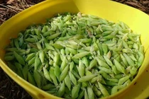 Hú hồn món nhộng sâu muồng đặc sản của Đắk Lắk