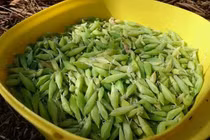 Hú hồn món nhộng sâu muồng đặc sản của Đắk Lắk