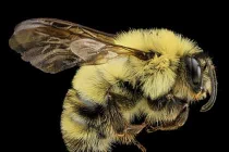 Ảnh hiếm những con ong đẹp chưa từng thấy