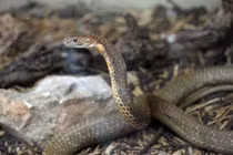 Rùng mình vào trang trại nuôi rắn để... ngắm chơi