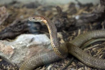 Rùng mình vào trang trại nuôi rắn để... ngắm chơi