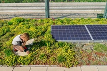 Mát mắt trường học trồng rau xanh trên mái