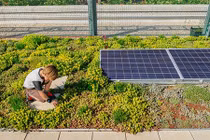 Mát mắt trường học trồng rau xanh trên mái