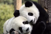 Gấu trúc "làm giàu" cho Trung Quốc như thế nào?