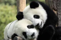 Gấu trúc "làm giàu" cho Trung Quốc như thế nào?