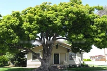 5 vật để ở trước cửa nhà chắn hết tài lộc, thần Tài quay đầu bỏ đi