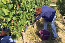 Tiết lộ bất ngờ về nghề cực hot ở Pháp 