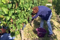 Tiết lộ bất ngờ về nghề cực hot ở Pháp 