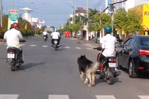 Dắt chó đi dạo trên đường bằng xe máy sẽ bị xử phạt 200.000 đồng