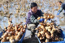 Xem nông dân Trung Quốc thu hoạch củ sen mùa bội thu
